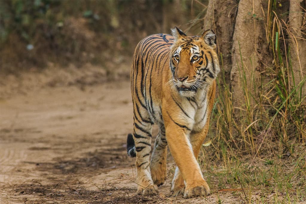 Jim Corbett National Park · A considered journey through Jim Corbett National Park