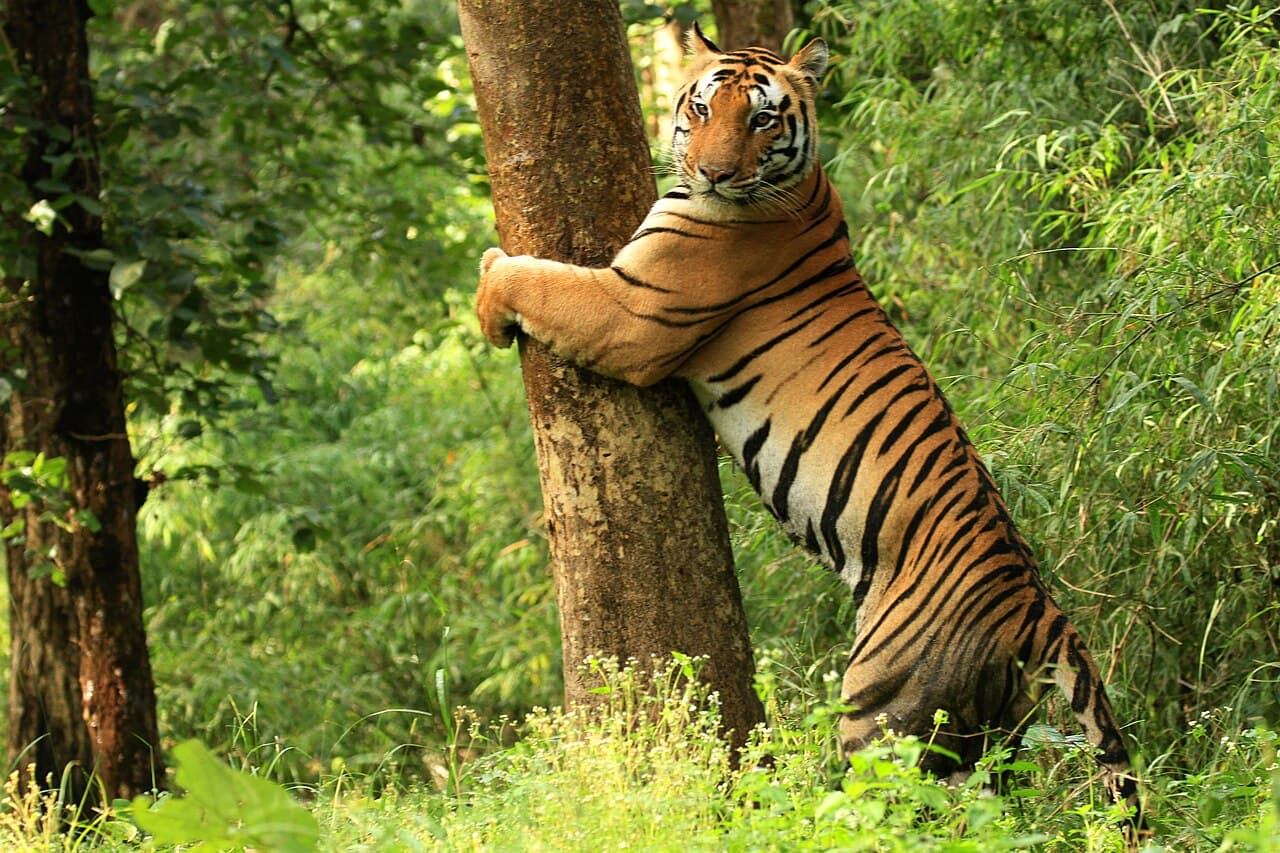 Kanha National Park · A considered journey through Kanha National Park