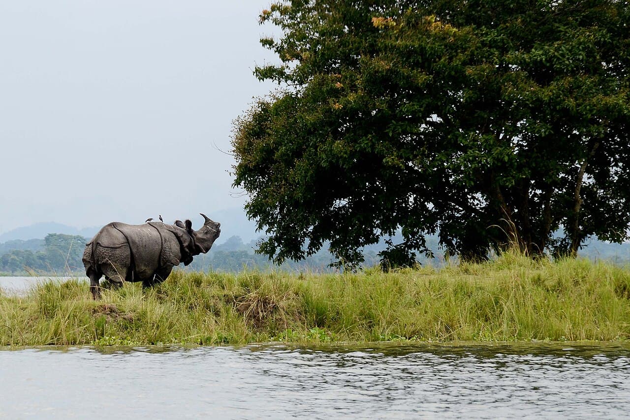 Kaziranga National Park · A considered journey through Kaziranga National Park