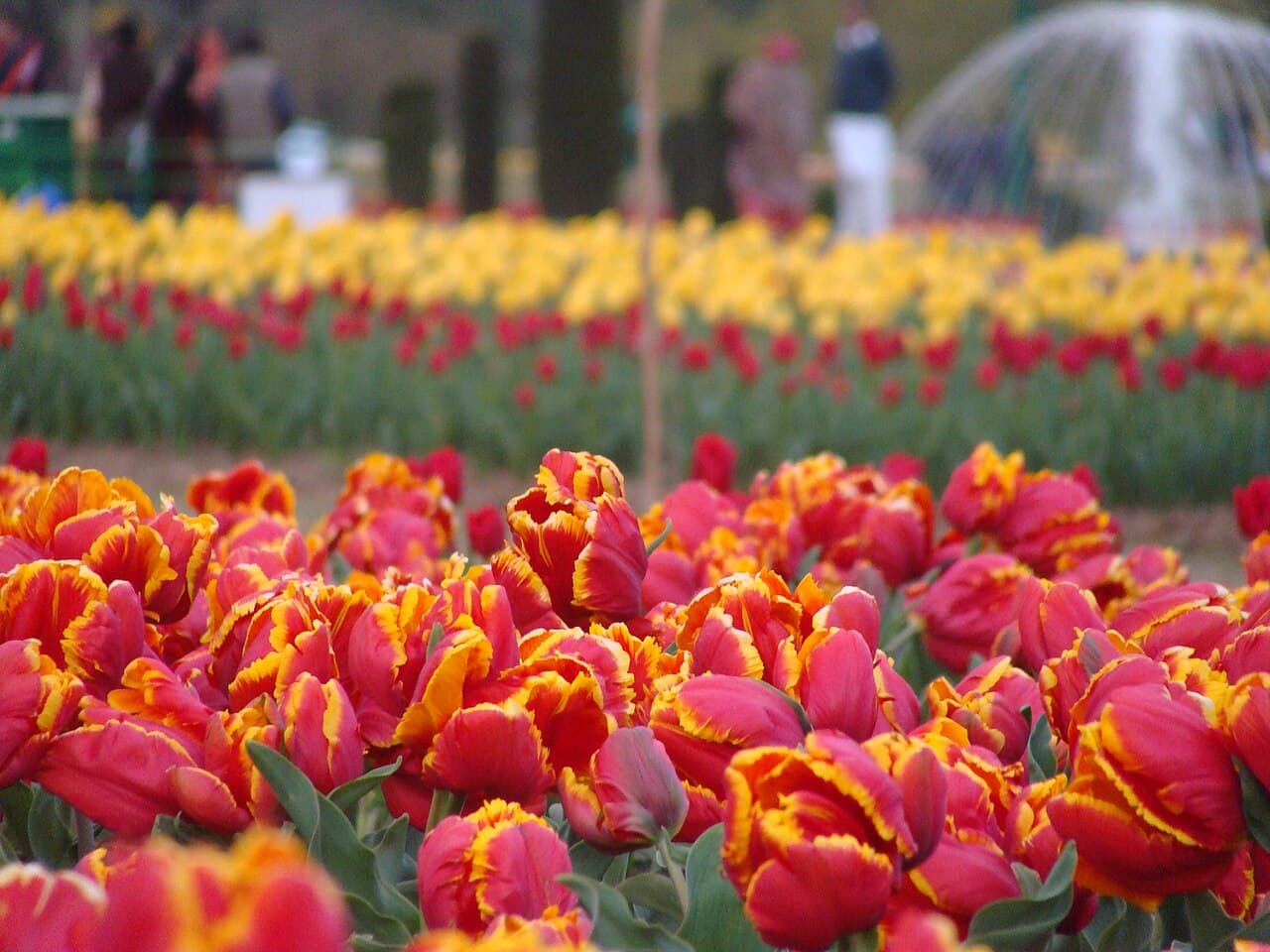 Srinagar · A considered journey through Srinagar