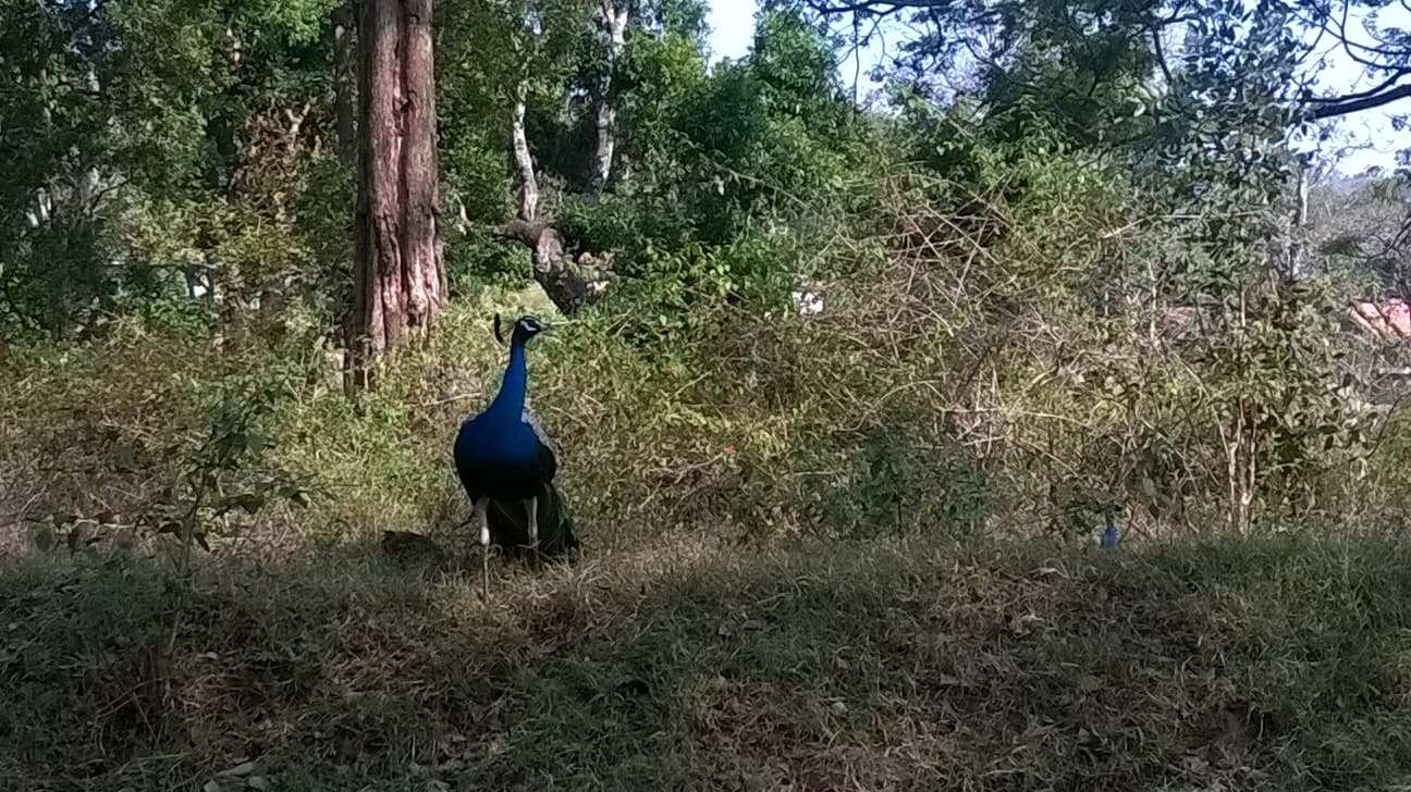 Ooty - Mudumalai · 2-Day Journey