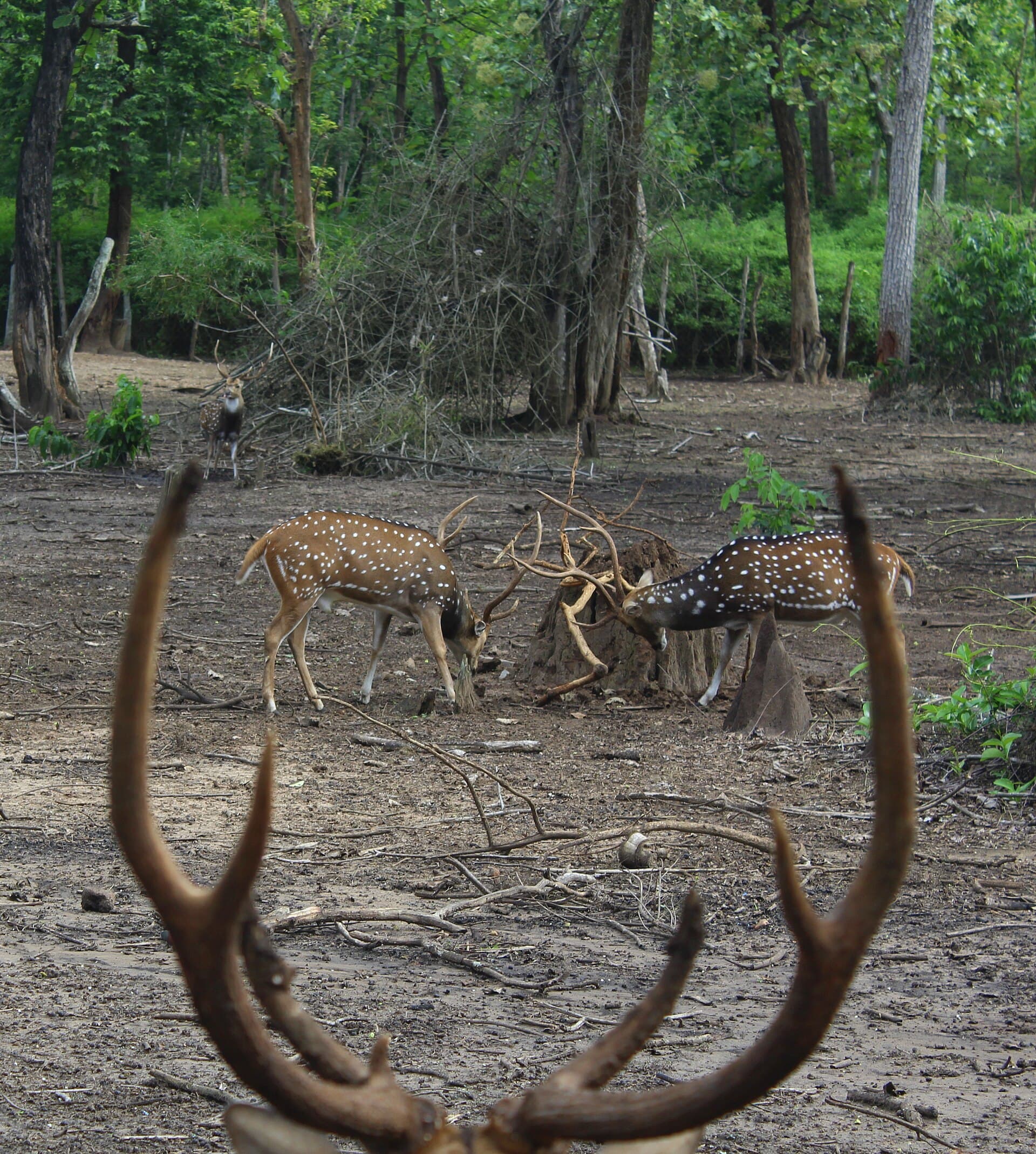Mysore - Wayanad - Coorg · 6-Day Journey
