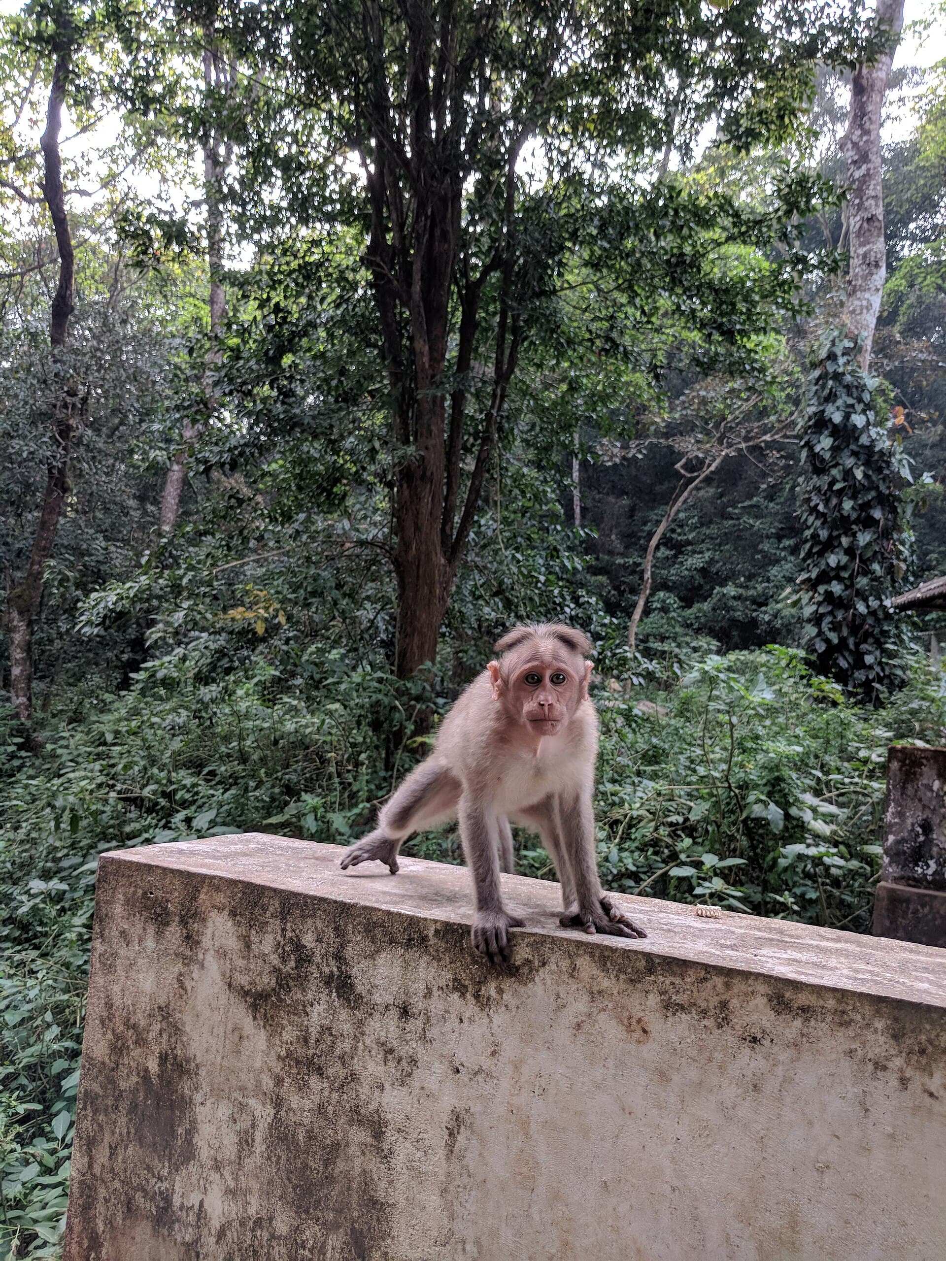 Wayanad With Nagarhole · 3-Day Journey