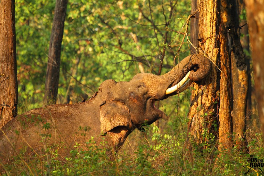 Coorg - Nagarhole - Kannur · 5-Day Journey