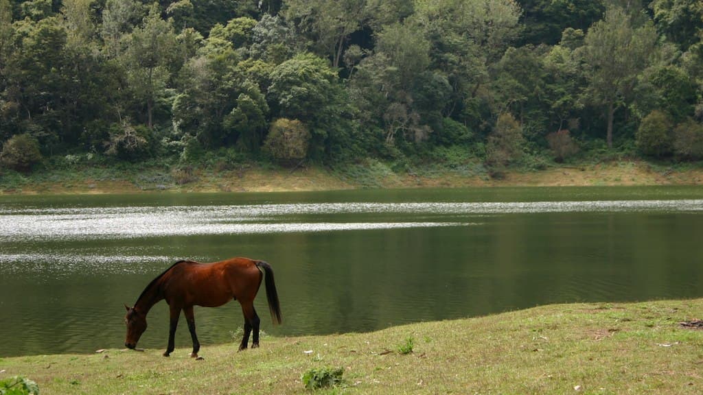 Must Visit Places Of Munnar · 2-Day Journey