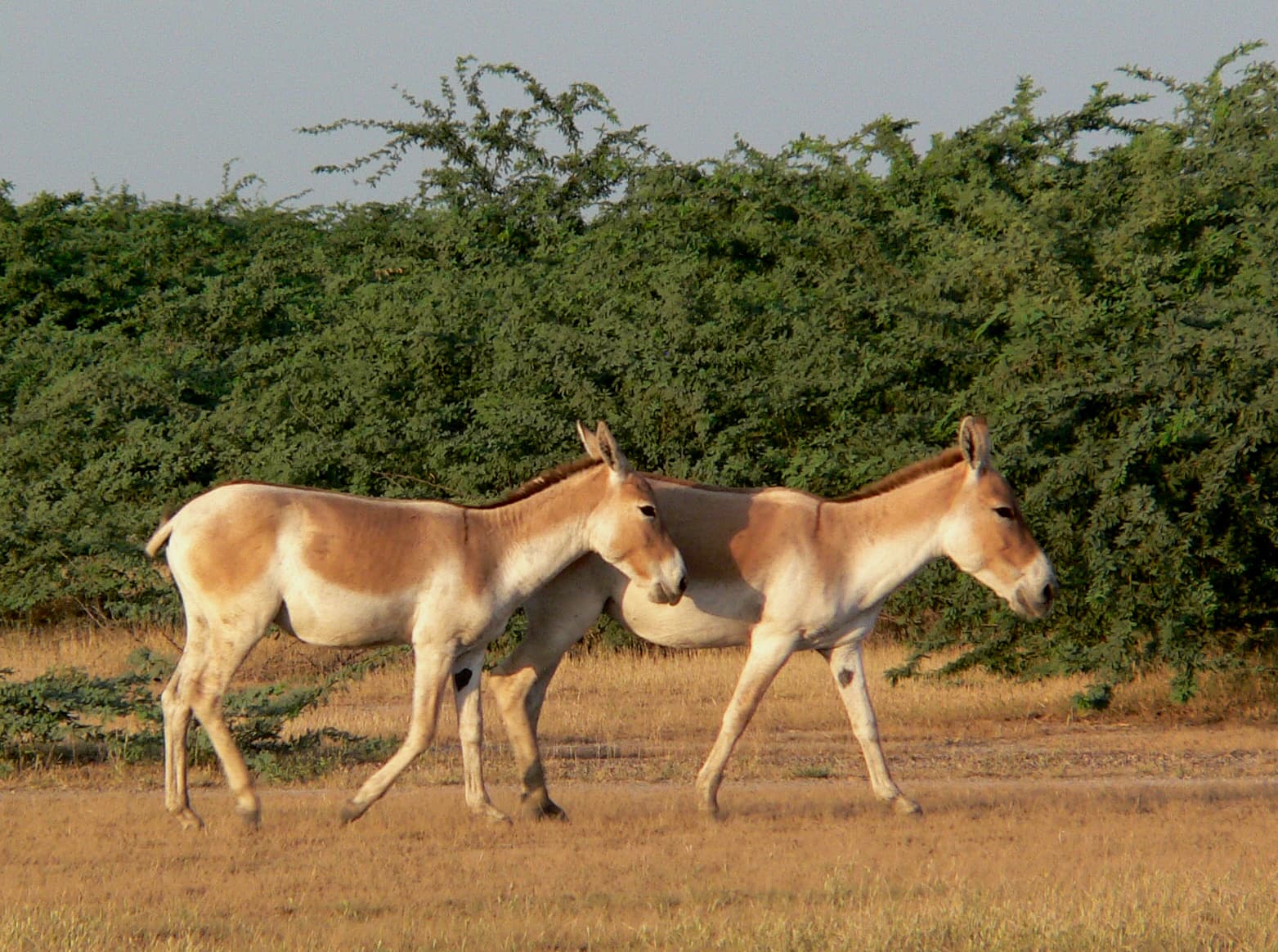 Patan - Little Rann Of Kutch · 2-Day Journey